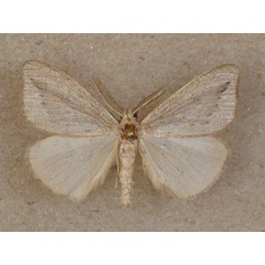 /filer/webapps/moths/media/images/F/fracta_Laelia_A_Butler.jpg