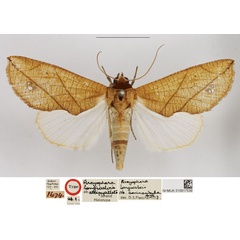 /filer/webapps/moths/media/images/A/albipupillata_Arcyophora_HT_NHMUK.jpg