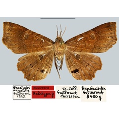 /filer/webapps/moths/media/images/A/angulalis_Gracilodes_HT_MNHN.jpg