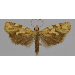 /filer/webapps/moths/media/images/P/parisii_Procrica_AM_Trematerra.jpg