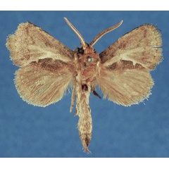 /filer/webapps/moths/media/images/B/bivittata_Marshalliana_HT_SNHM.jpg