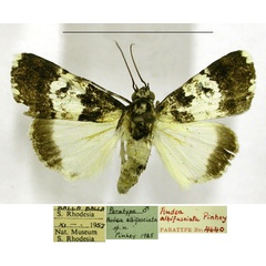 /filer/webapps/moths/media/images/A/albifasciata_Audea_PTM_TMSA.jpg