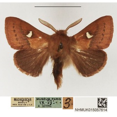 /filer/webapps/moths/media/images/A/affinis_Eupagopteryx_AM_NHMUK_01.jpg