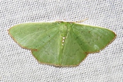 Lophorrhachia aenospila