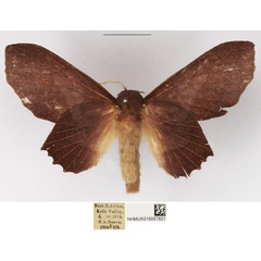 /filer/webapps/moths/media/images/D/denticulata_Stenophatna_AF_NHMUK_01.jpg