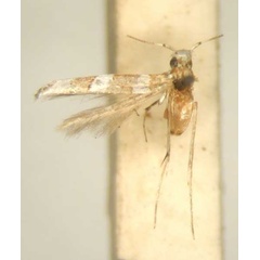 /filer/webapps/moths/media/images/G/galactozona_Dialectica_HT_TMSA6123.jpg