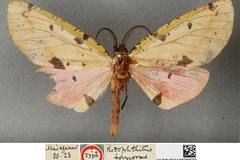 Rhodophthitus formosus