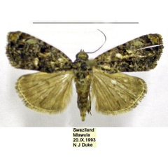 /filer/webapps/moths/media/images/N/nyctostola_Iambiodes_AF_TMSA.jpg