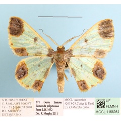 /filer/webapps/moths/media/images/E/euryscaphes_Zamarada_A_MGCLa_02.JPG