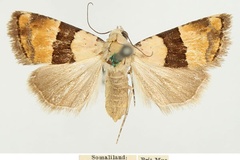 Pseudozarba mesozona