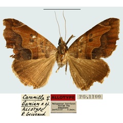 /filer/webapps/moths/media/images/B/banian_Caranilla_AT_MNHN.jpg