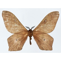 /filer/webapps/moths/media/images/F/forda_Cirina_AM_Basquin.jpg
