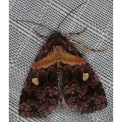 /filer/webapps/moths/media/images/L/leucoglene_Xanthomera_A_Heyns.jpg