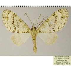 /filer/webapps/moths/media/images/T/thomae_Lobidiopteryx_AF_ZSM.jpg