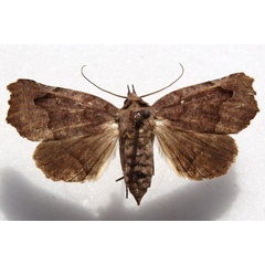 /filer/webapps/moths/media/images/M/muehlei_Bertula_AF_Goff_02.jpg