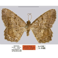 /filer/webapps/moths/media/images/A/ambigua_Chiasmia_HT_MCL.jpg