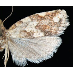 /filer/webapps/moths/media/images/P/parisii_Procrica_HT_Trematerra.jpg