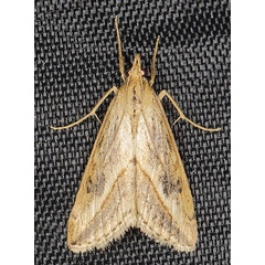 /filer/webapps/moths/media/images/F/forficalis_Evergestis_A_Heynsa.jpg