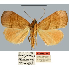 /filer/webapps/moths/media/images/S/salmonea_Paralephana_AT_MNHN.jpg