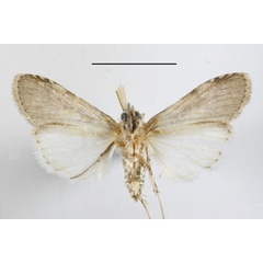 /filer/webapps/moths/media/images/D/dasychira_Phycitimorpha_A_MGCLb_01.JPG