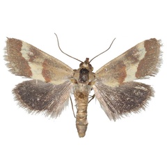 /filer/webapps/moths/media/images/B/baphialis_Tegostoma_AM_Efetov_03.jpg