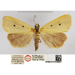 /filer/webapps/moths/media/images/T/tripuncta_Xanthoptera_HT_NHMUK.jpg