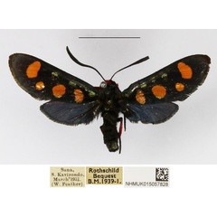 /filer/webapps/moths/media/images/A/auriguttata_Arniocera_A_NHMUK_01.jpg
