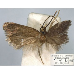 /filer/webapps/moths/media/images/K/katangaica_Lecithocera_PTF_RMCA.jpg