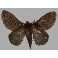 /filer/webapps/moths/media/images/B/barbarae_Pseudometa_PTM_Mueller_03.jpg