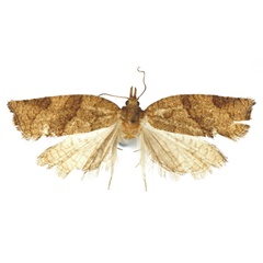 /filer/webapps/moths/media/images/R/rectogramma_Procrica_HT_RMCA.jpg