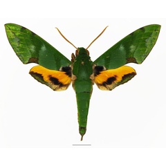 /filer/webapps/moths/media/images/L/lacordairei_Euchloron_AM_Basquin_01a.jpg