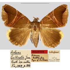 /filer/webapps/moths/media/images/B/balteata_Achaea_HT_MNHN.jpg