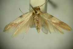 Stathmopoda hemiplecta