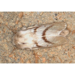 /filer/webapps/moths/media/images/D/dukei_Bombycomorpha_A_Heyns_02.jpg