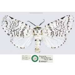 /filer/webapps/moths/media/images/T/thomensis_Cerura_PTF_NHMUK.jpg