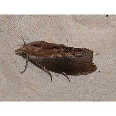 /filer/webapps/moths/media/images/M/mellonella_Galleria_A_Goff_04.jpg