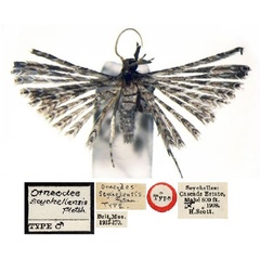 /filer/webapps/moths/media/images/S/seychellensis_Alucita_HT_BMNH.jpg
