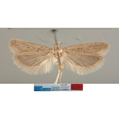 /filer/webapps/moths/media/images/N/nigrisparsus_Nothris_MHT_MfN.jpg