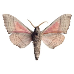/filer/webapps/moths/media/images/F/folonzoi_Rufoclanis_HT_EMEMb.jpg