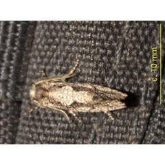 /filer/webapps/moths/media/images/B/brachyctenis_Compsoctena_A_Sydes.jpg