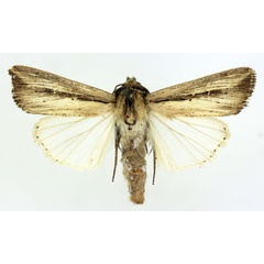 /filer/webapps/moths/media/images/C/curvula_Leucania_AM_ISEA_03.jpg