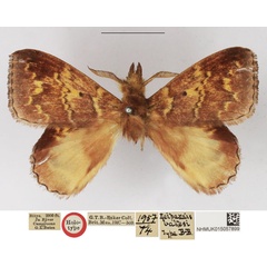 /filer/webapps/moths/media/images/B/batesi_Leipoxais_HT_NHMUK.jpg