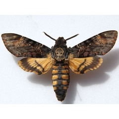 /filer/webapps/moths/media/images/A/atropos_Acherontia_A_Goff.jpg