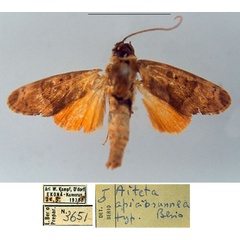 /filer/webapps/moths/media/images/A/apicibrunnea_Aiteta_HT_MSNM.jpg