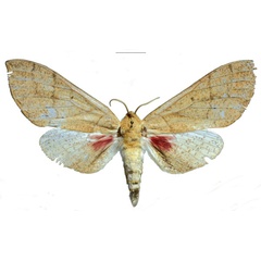 /filer/webapps/moths/media/images/M/melichari_Neoclanis_PTF_EMEMa.jpg