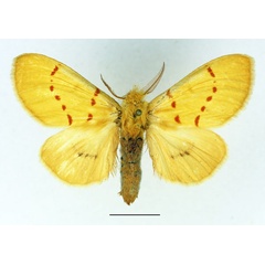 /filer/webapps/moths/media/images/C/croceipuncta_Antheua_AM_Basquin_01_9H10Fgq.jpg