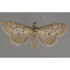 /filer/webapps/moths/media/images/M/melanostictalis_Achyra_LT_OUMNHa_02.jpg