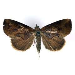 /filer/webapps/moths/media/images/S/striata_Odontestis_A_RMCA.jpg