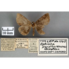 /filer/webapps/moths/media/images/P/porphyrescens_Ophiusa_ST_OUMNH_01.jpg