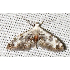 /filer/webapps/moths/media/images/L/legraini_Araeopteron_A_Braun_01.jpg